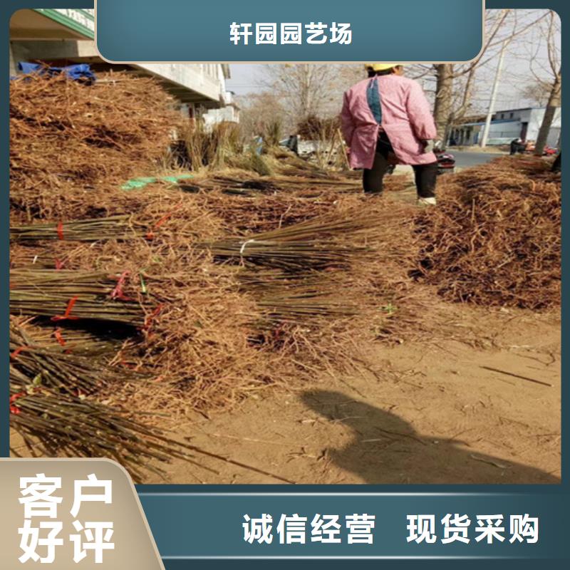 红颜草莓视频-红颜草莓-湖南省岳阳市平江|汨罗|衡阳|株洲|邵阳|怀化(该地)品牌
