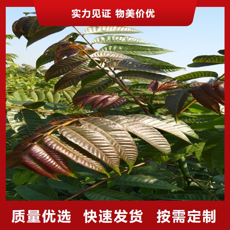 红颜草莓视频-红颜草莓-湖南省岳阳市平江|汨罗|衡阳|株洲|邵阳|怀化(该地)品牌