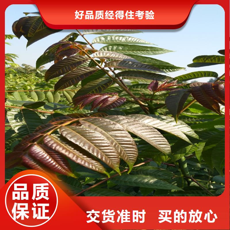 香椿苹果苗精工细致打造