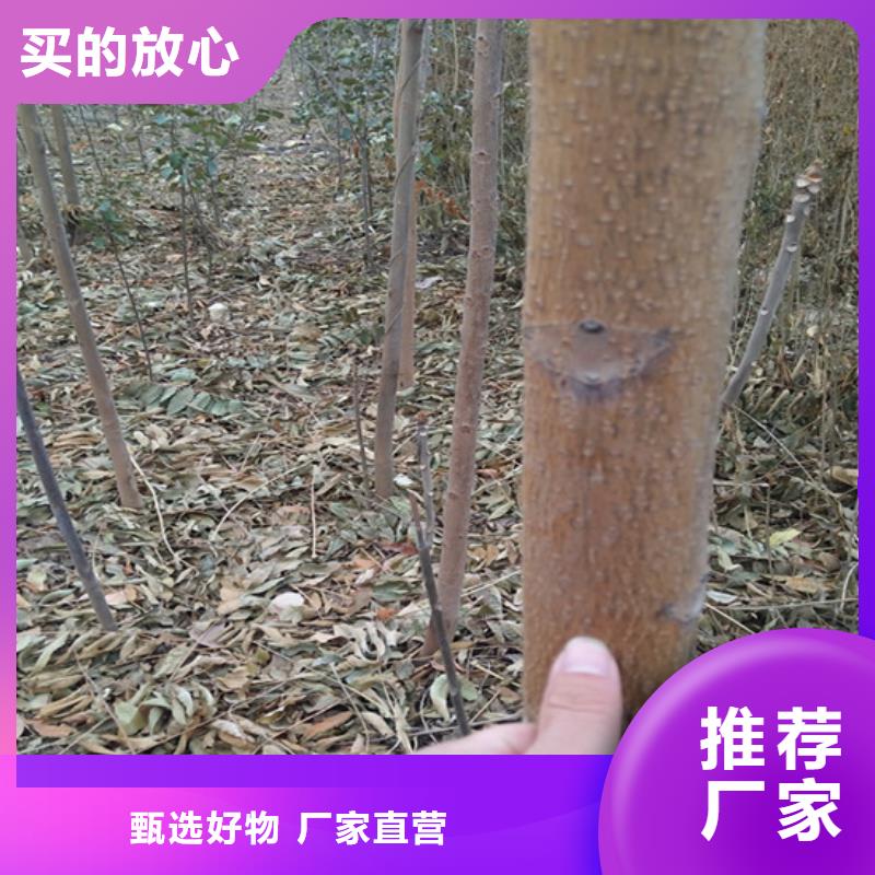 香椿苹果苗精工细致打造