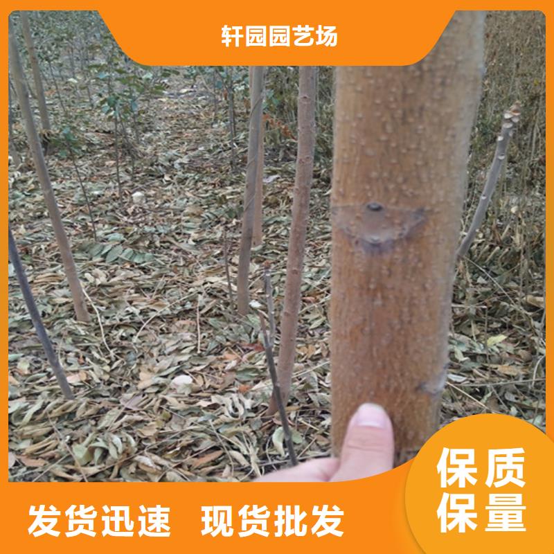 香椿【桃树苗】优质材料厂家直销