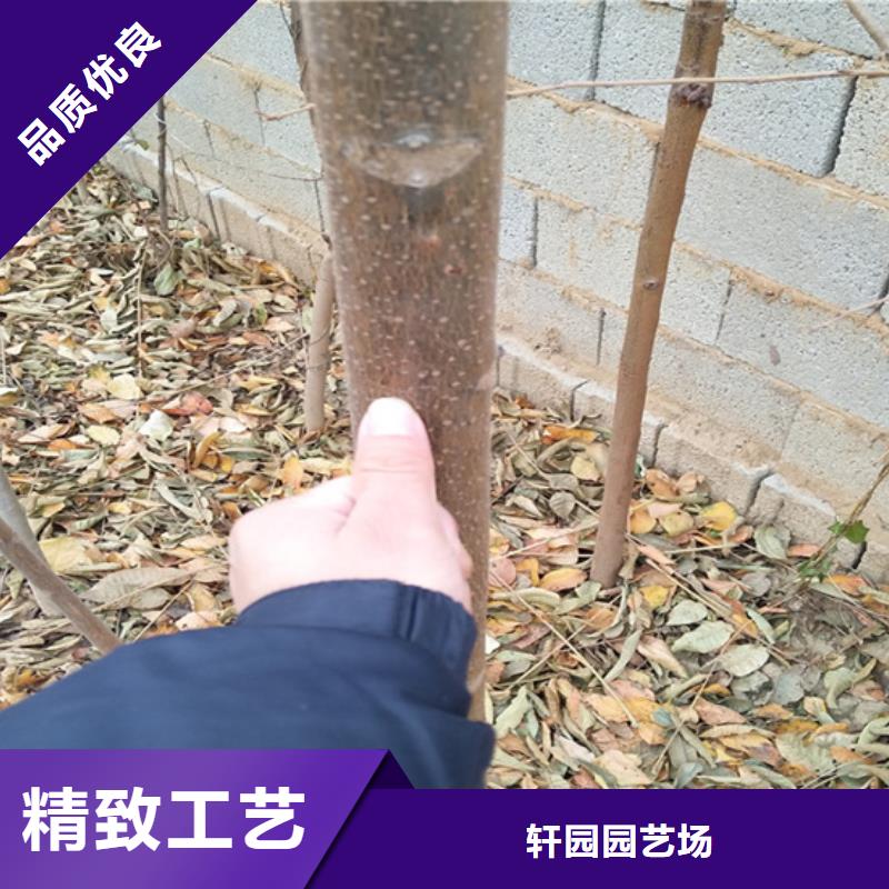 红颜草莓视频-红颜草莓-湖南省岳阳市平江|汨罗|衡阳|株洲|邵阳|怀化(该地)品牌