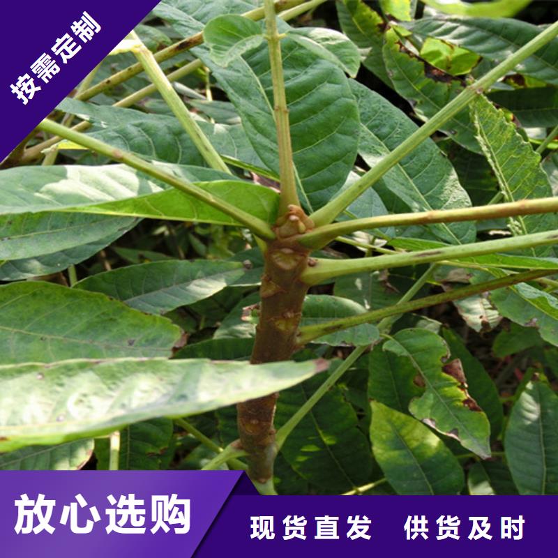 香椿樱桃苗严选材质