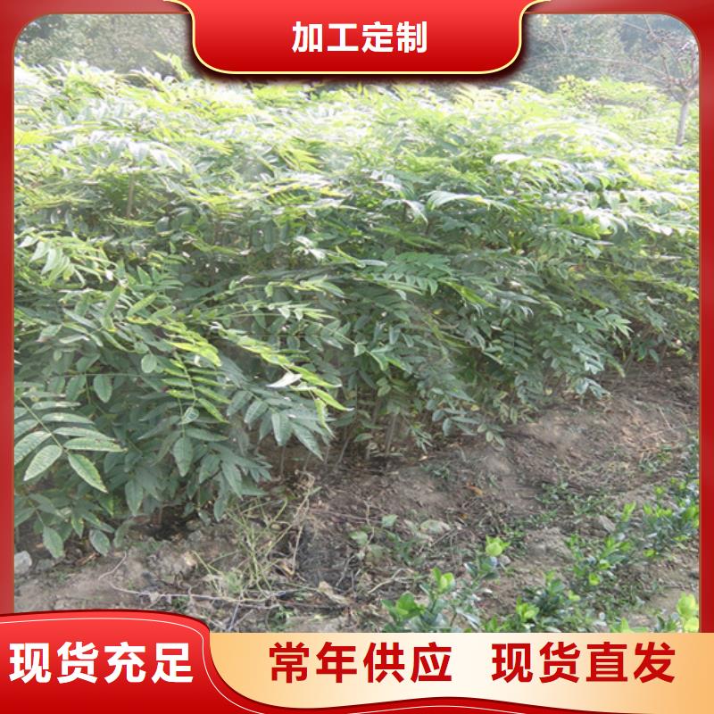 香椿樱桃苗严选材质