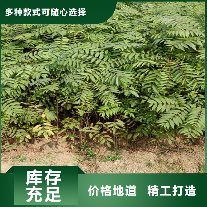 香椿【桃树苗】优质材料厂家直销