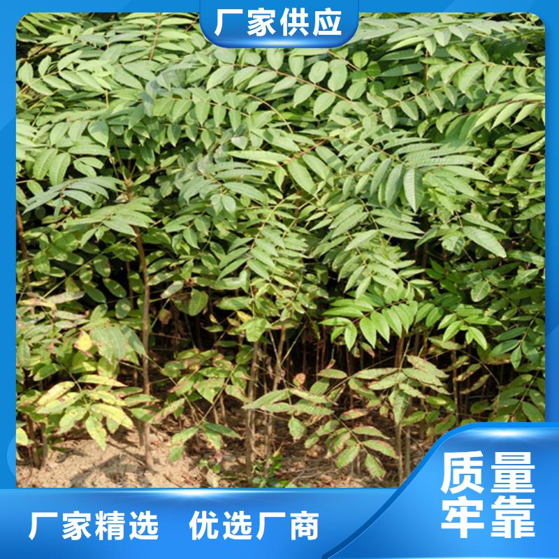 香椿苹果苗精工细致打造