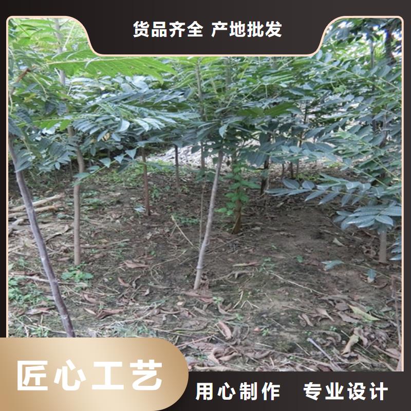 香椿苹果苗精工细致打造
