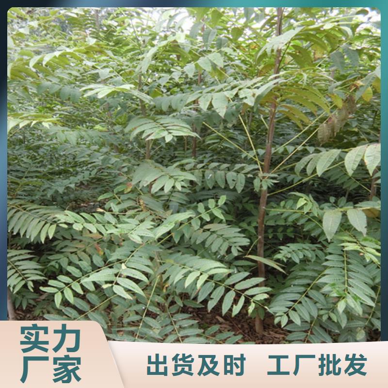 香椿苹果苗精工细致打造
