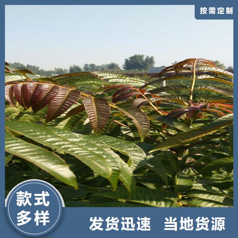 香椿苹果苗精工细致打造