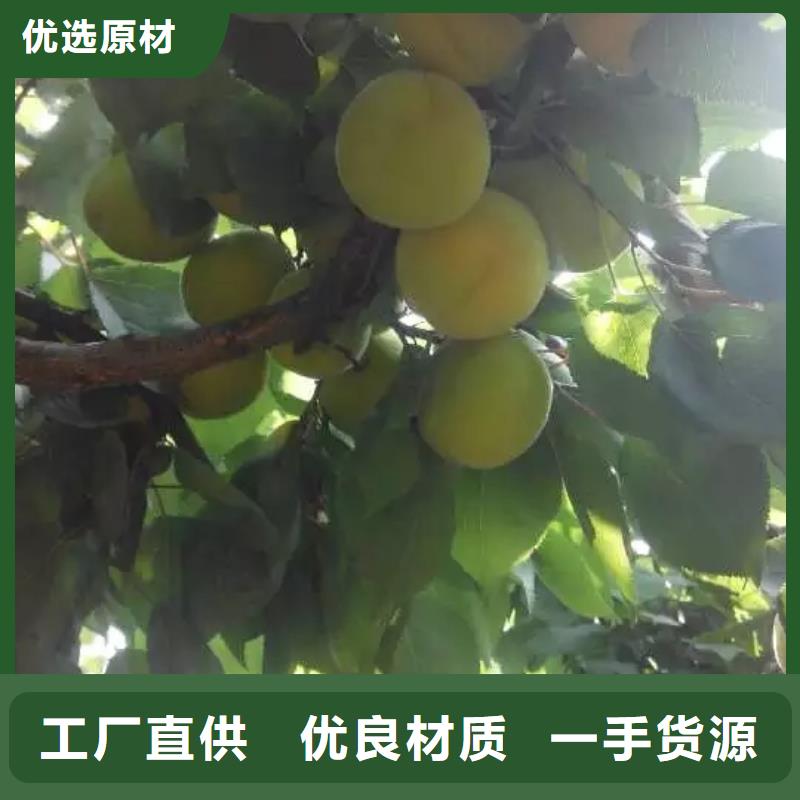 红颜草莓视频-红颜草莓_四川省遂宁市市场覆盖安居|船山|绵阳|甘孜|攀枝花|宜宾|资阳|乐山等