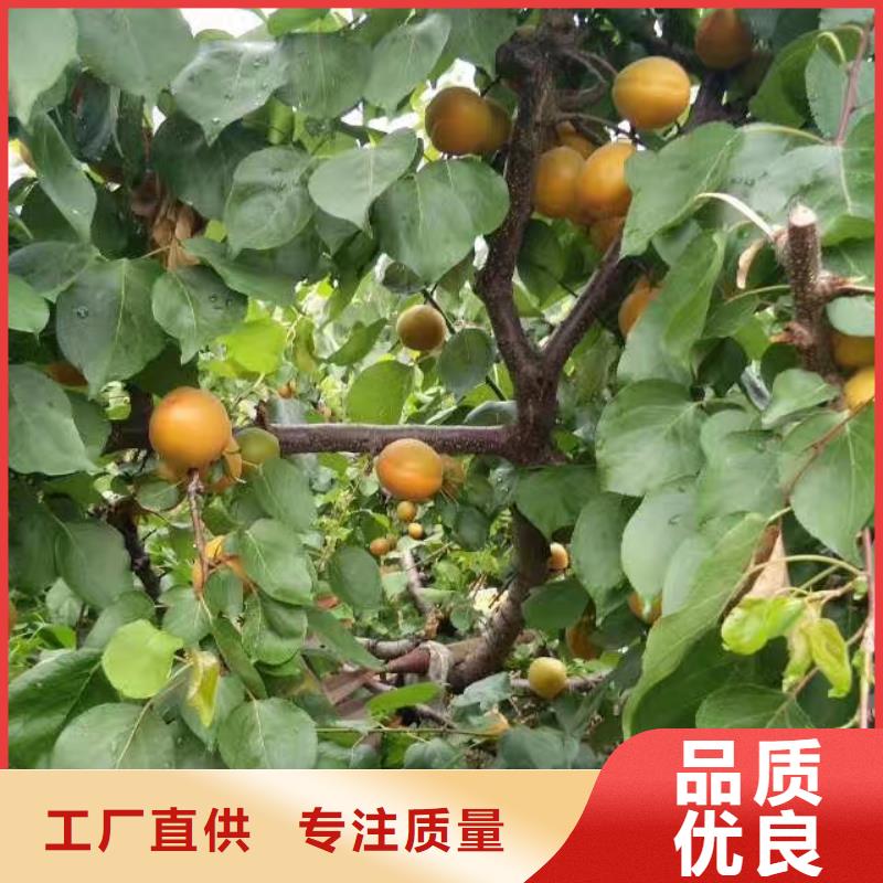 红颜草莓视频-红颜草莓|兰州市|西固|安宁|临夏|金昌|甘南|陇南|庆阳|嘉峪关|平凉