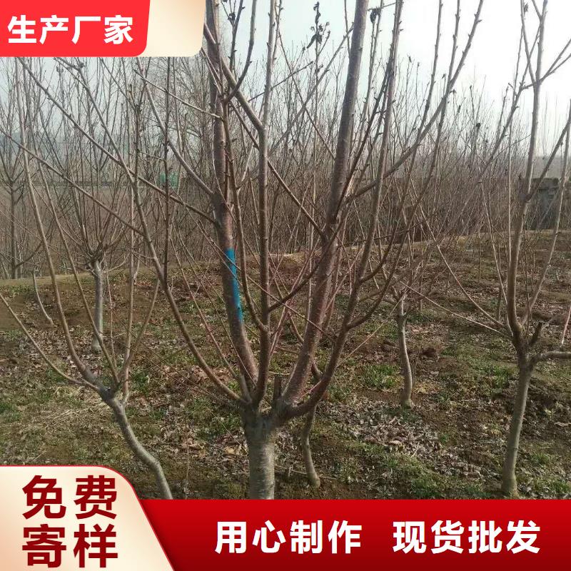 红颜草莓视频-红颜草莓|兰州市|西固|安宁|临夏|金昌|甘南|陇南|庆阳|嘉峪关|平凉