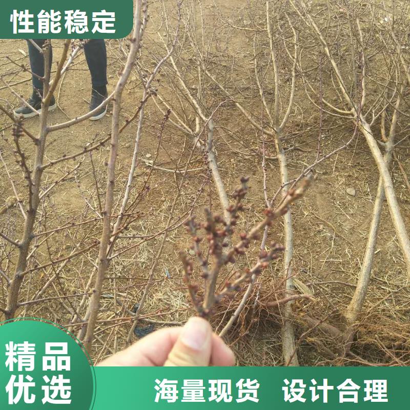 红颜草莓视频-红颜草莓_四川省遂宁市市场覆盖安居|船山|绵阳|甘孜|攀枝花|宜宾|资阳|乐山等