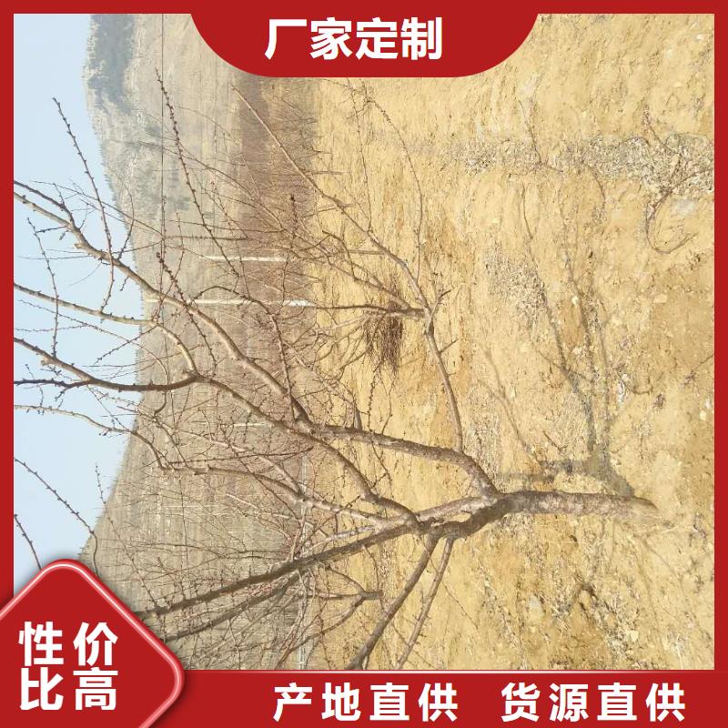 红颜草莓视频-红颜草莓|兰州市|西固|安宁|临夏|金昌|甘南|陇南|庆阳|嘉峪关|平凉