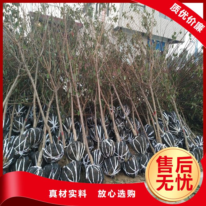 杏樱桃苗货到付款