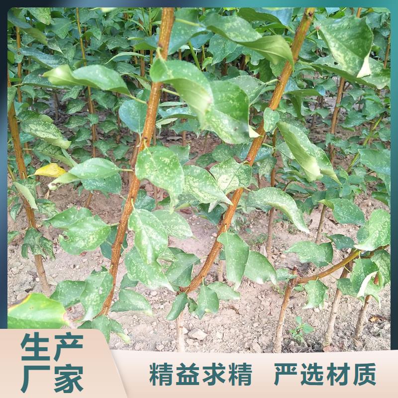杏樱桃苗货到付款
