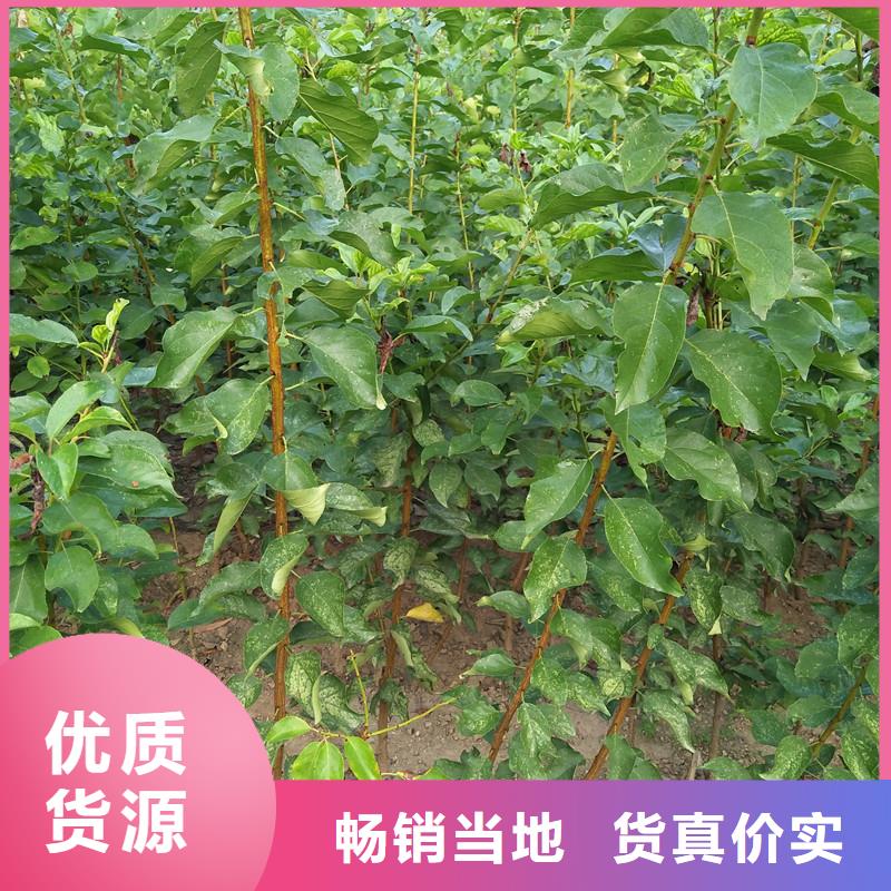 红颜草莓视频-红颜草莓_四川省遂宁市市场覆盖安居|船山|绵阳|甘孜|攀枝花|宜宾|资阳|乐山等