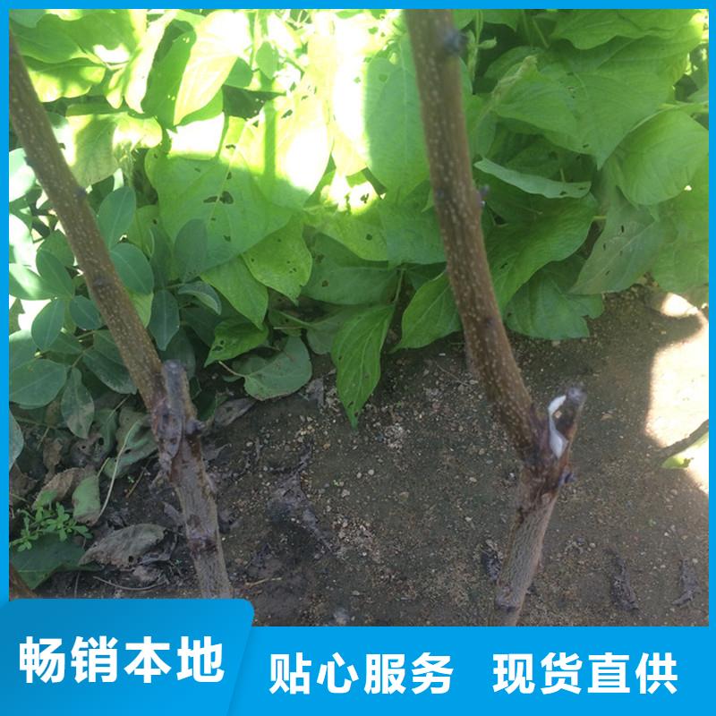 红颜草莓视频-红颜草莓_四川省遂宁市市场覆盖安居|船山|绵阳|甘孜|攀枝花|宜宾|资阳|乐山等