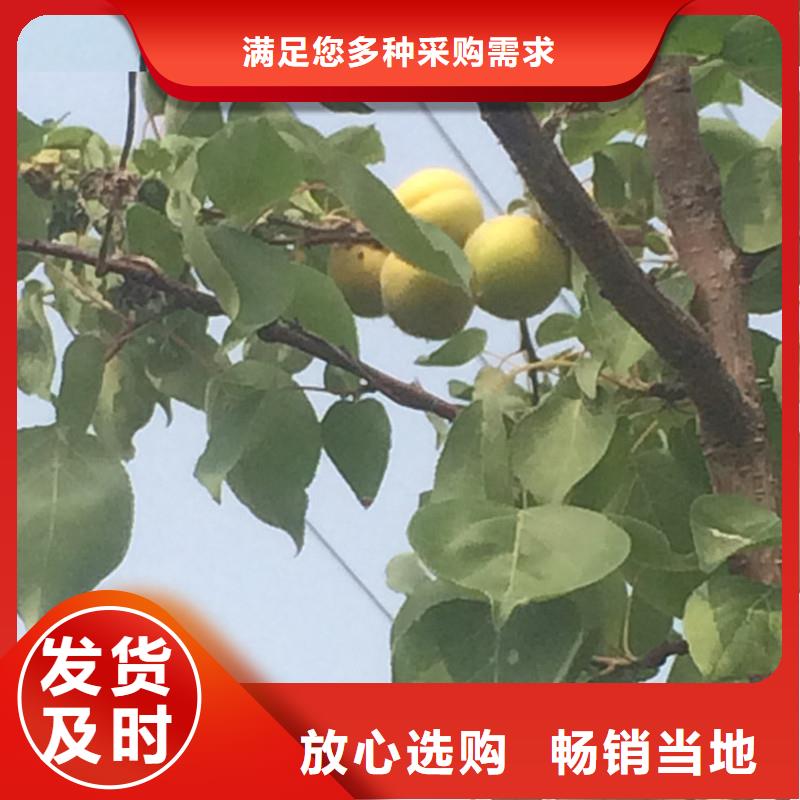 红颜草莓视频-红颜草莓_四川省遂宁市市场覆盖安居|船山|绵阳|甘孜|攀枝花|宜宾|资阳|乐山等