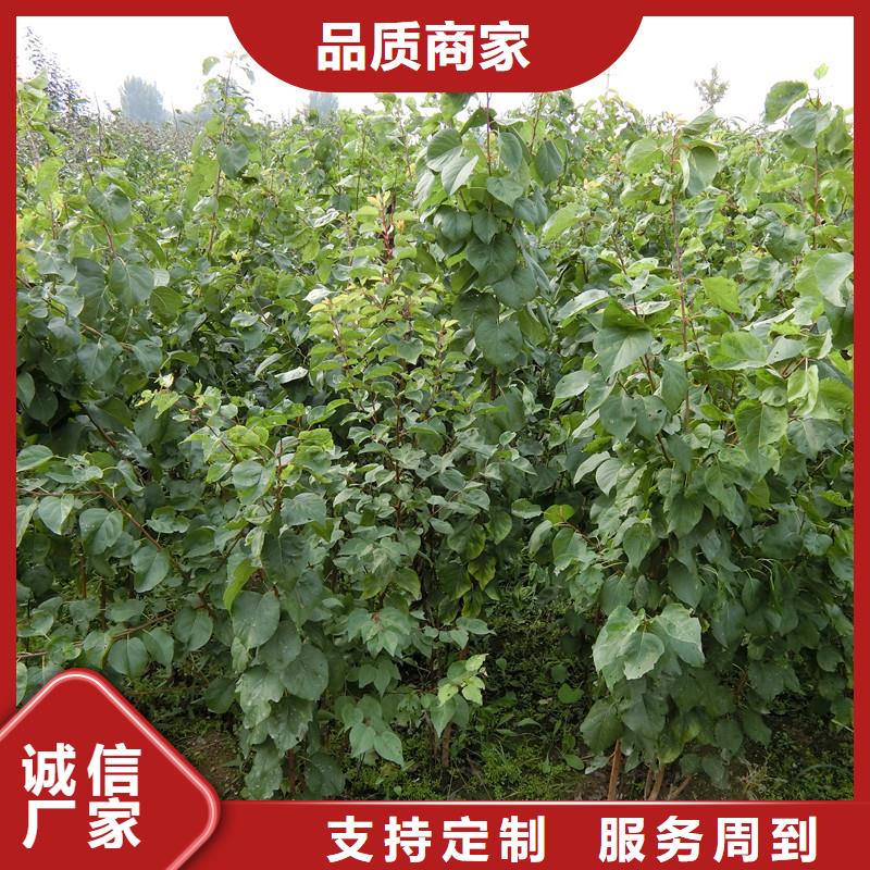 杏樱桃苗货到付款