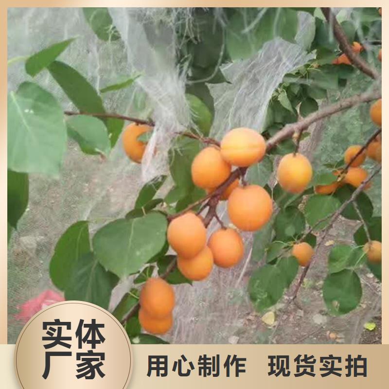 红颜草莓视频-红颜草莓|兰州市|西固|安宁|临夏|金昌|甘南|陇南|庆阳|嘉峪关|平凉