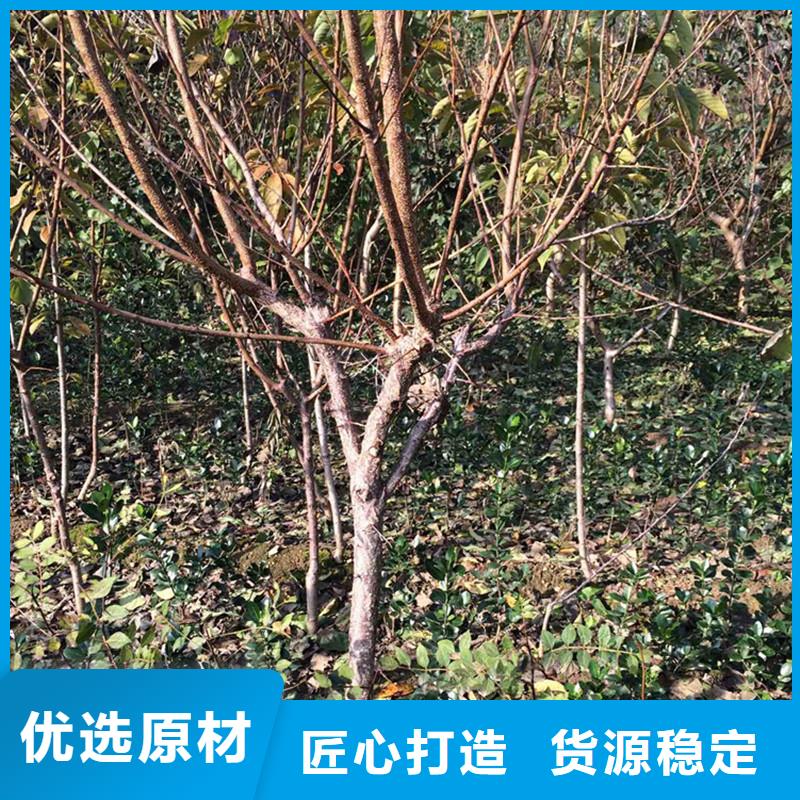 杏樱桃苗货到付款