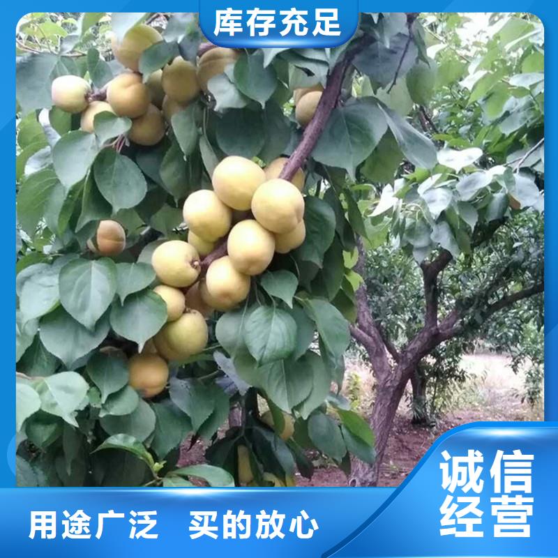 红颜草莓视频-红颜草莓|兰州市|西固|安宁|临夏|金昌|甘南|陇南|庆阳|嘉峪关|平凉
