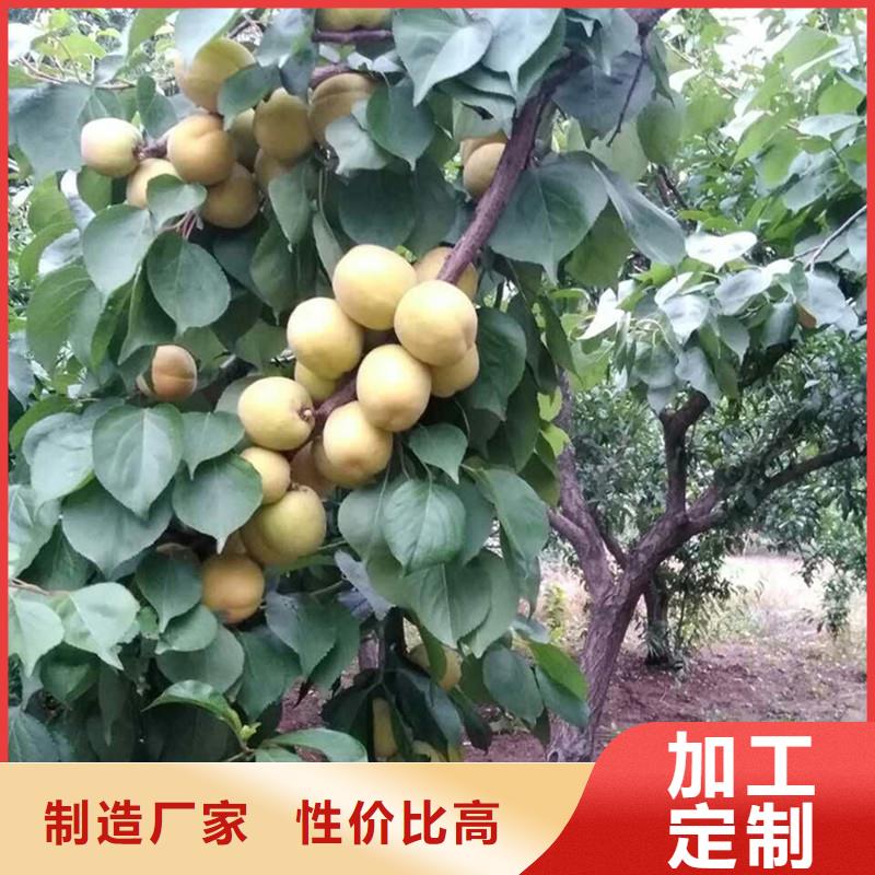 红颜草莓视频-红颜草莓_四川省遂宁市市场覆盖安居|船山|绵阳|甘孜|攀枝花|宜宾|资阳|乐山等