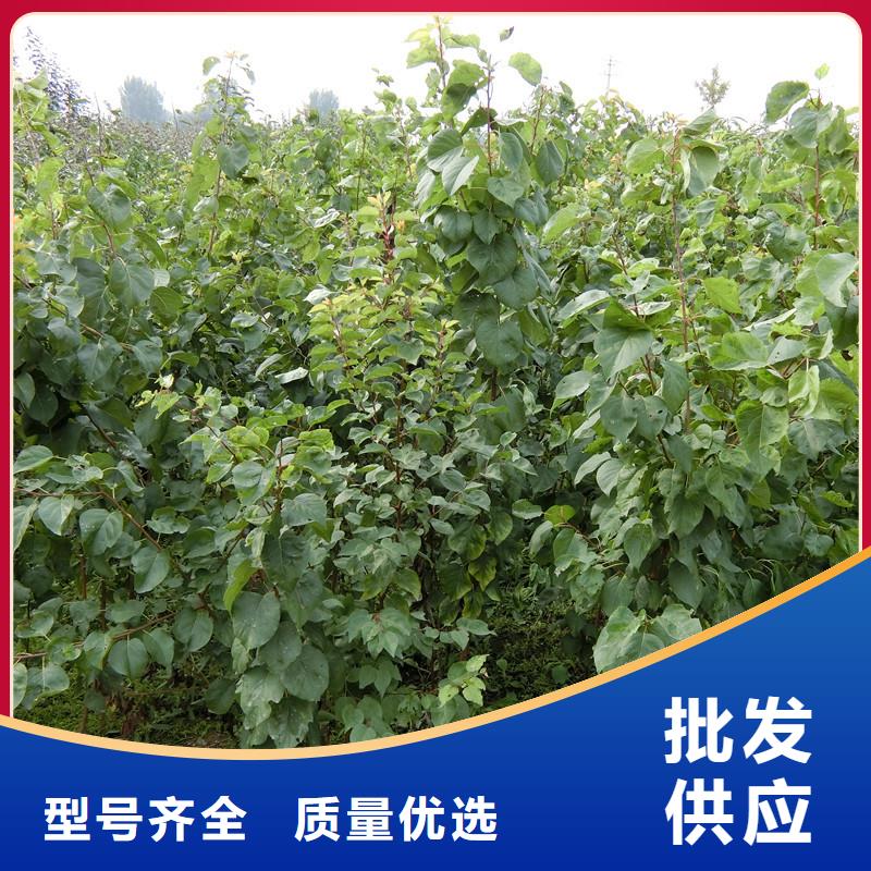 红颜草莓视频-红颜草莓_四川省遂宁市市场覆盖安居|船山|绵阳|甘孜|攀枝花|宜宾|资阳|乐山等