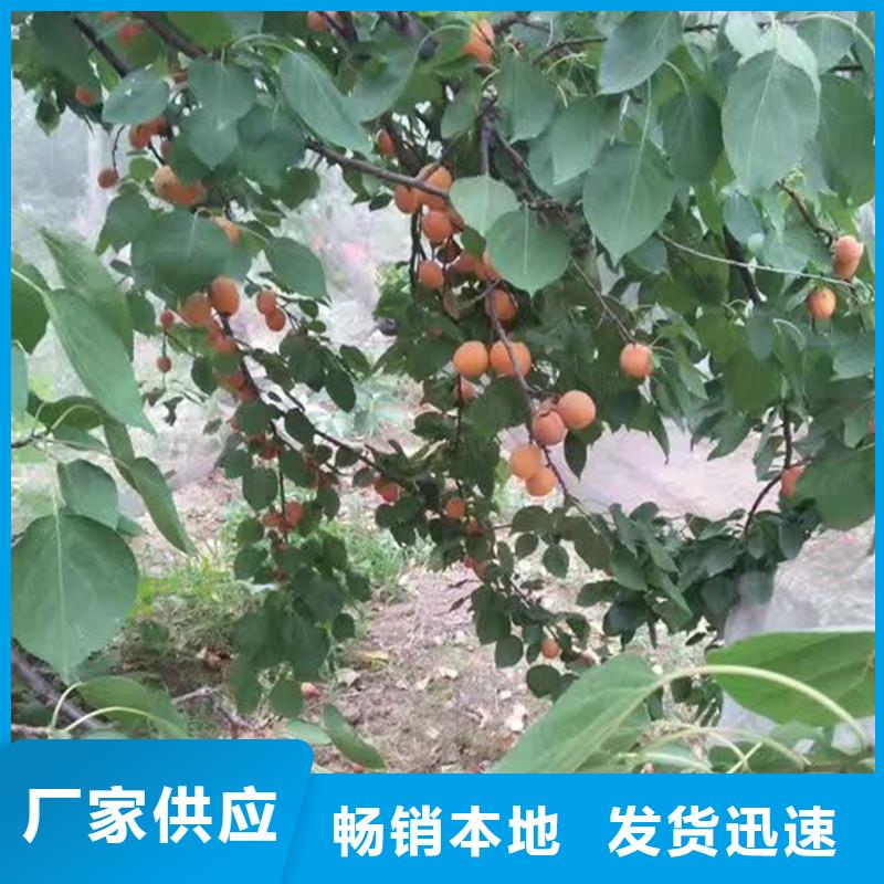 红颜草莓视频-红颜草莓_四川省遂宁市市场覆盖安居|船山|绵阳|甘孜|攀枝花|宜宾|资阳|乐山等