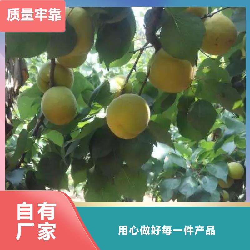 杏樱桃苗货到付款