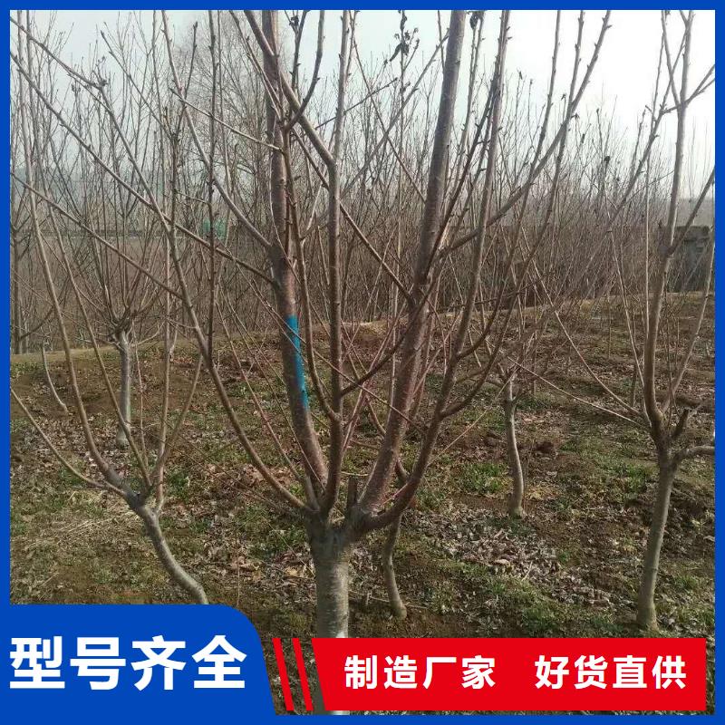 红颜草莓视频-红颜草莓|兰州市|西固|安宁|临夏|金昌|甘南|陇南|庆阳|嘉峪关|平凉
