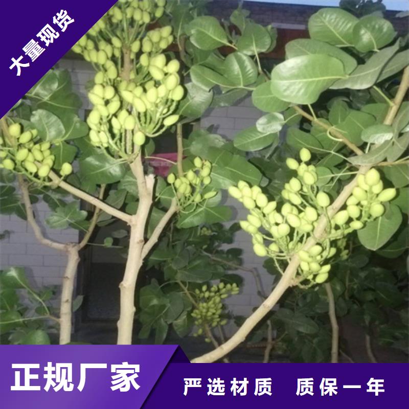红颜草莓视频-红颜草莓-轩园园艺场(佳木斯市分公司)服务区域桦南|富锦|大庆|齐齐哈尔|哈尔滨|大兴安岭|黑河|牡丹江