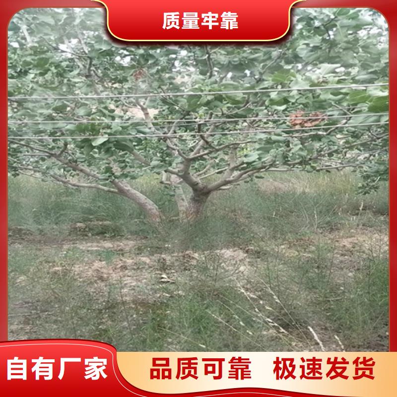 红颜草莓视频-红颜草莓-轩园园艺场(佳木斯市分公司)服务区域桦南|富锦|大庆|齐齐哈尔|哈尔滨|大兴安岭|黑河|牡丹江