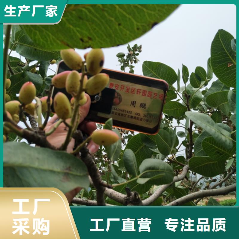 红颜草莓视频-红颜草莓-轩园园艺场(佳木斯市分公司)服务区域桦南|富锦|大庆|齐齐哈尔|哈尔滨|大兴安岭|黑河|牡丹江