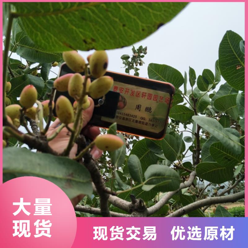 开心果猕猴桃苗价格有优势