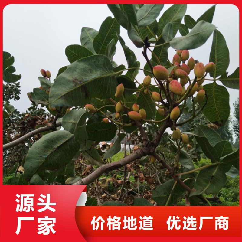 红颜草莓视频-红颜草莓-轩园园艺场(佳木斯市分公司)服务区域桦南|富锦|大庆|齐齐哈尔|哈尔滨|大兴安岭|黑河|牡丹江