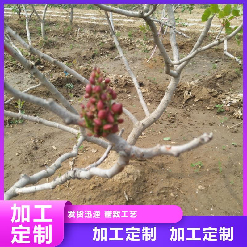 开心果猕猴桃苗价格有优势