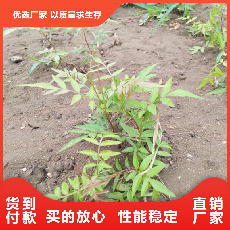 开心果石榴树极速发货