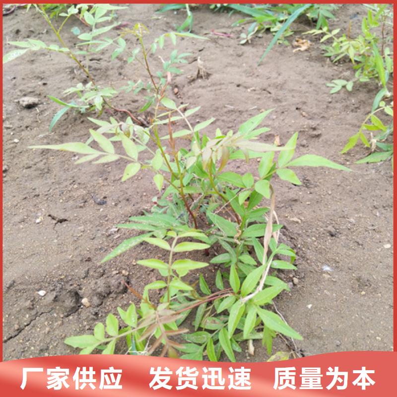 红颜草莓视频-红颜草莓-轩园园艺场(佳木斯市分公司)服务区域桦南|富锦|大庆|齐齐哈尔|哈尔滨|大兴安岭|黑河|牡丹江