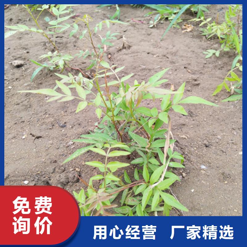 开心果猕猴桃苗价格有优势