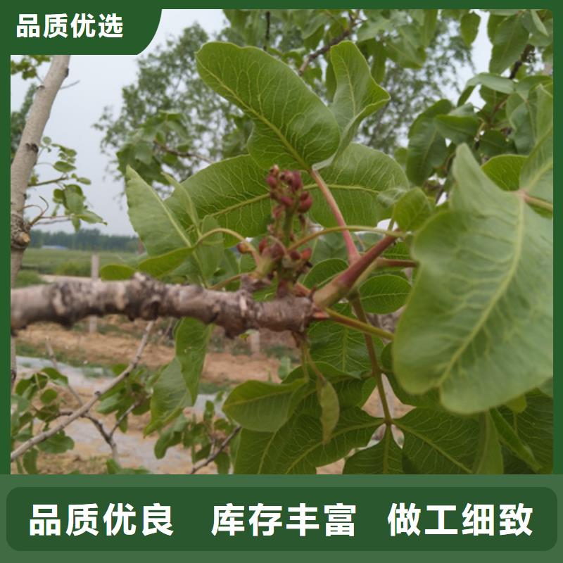 开心果草莓苗厂家技术完善