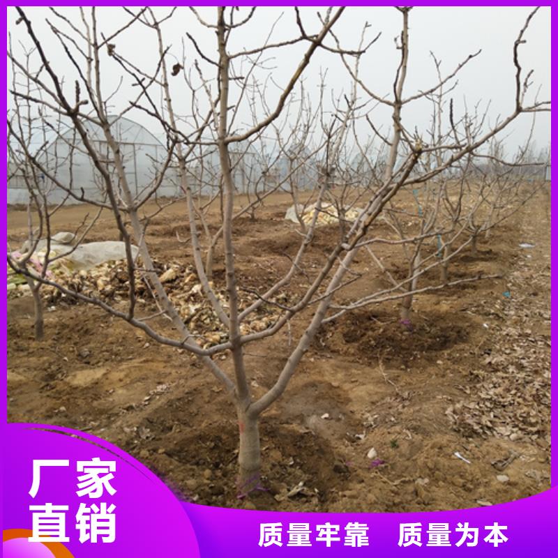 开心果_【【蓝莓苗】】细节决定品质