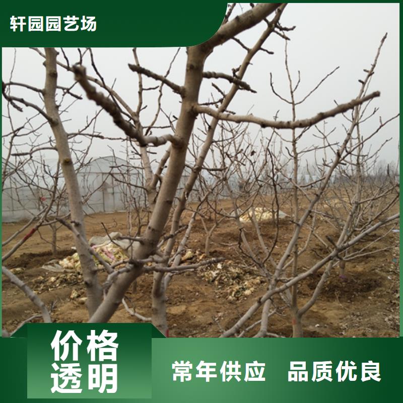 开心果3公分软籽石榴苗认准大品牌厂家
