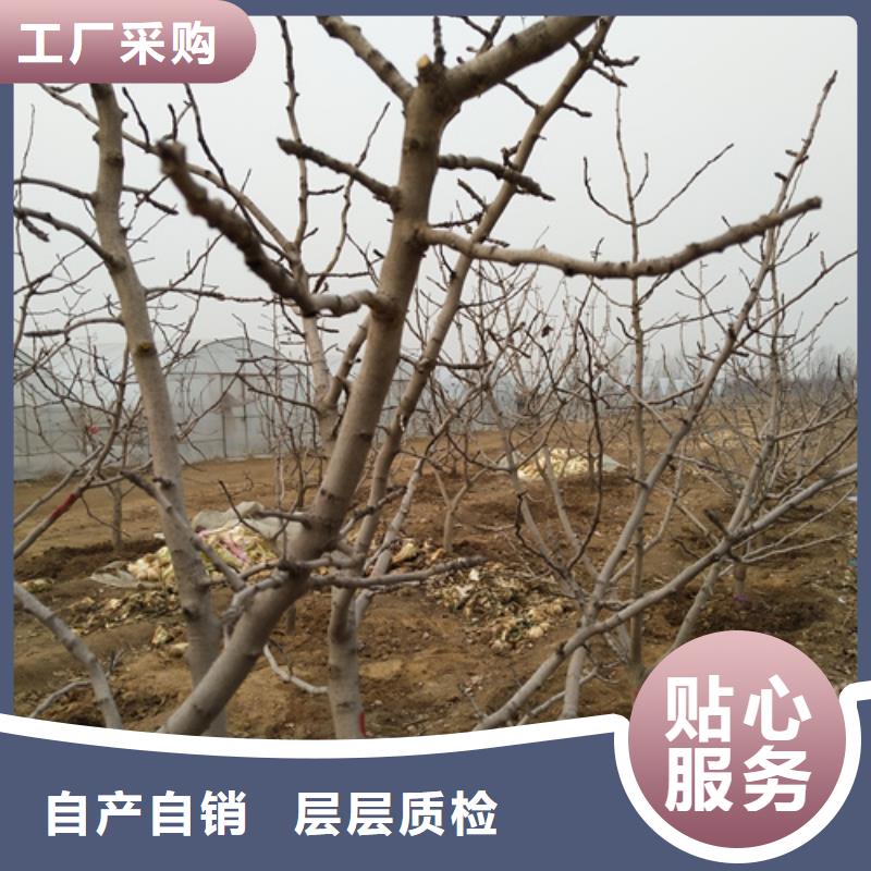 开心果_【【蓝莓苗】】细节决定品质