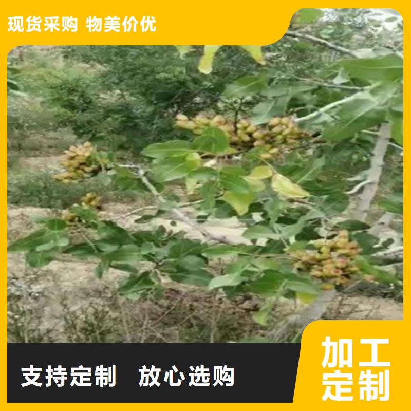 开心果石榴树极速发货