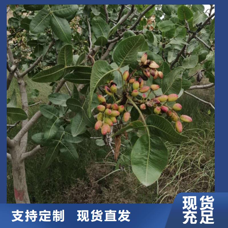 红颜草莓视频-红颜草莓-轩园园艺场(佳木斯市分公司)服务区域桦南|富锦|大庆|齐齐哈尔|哈尔滨|大兴安岭|黑河|牡丹江