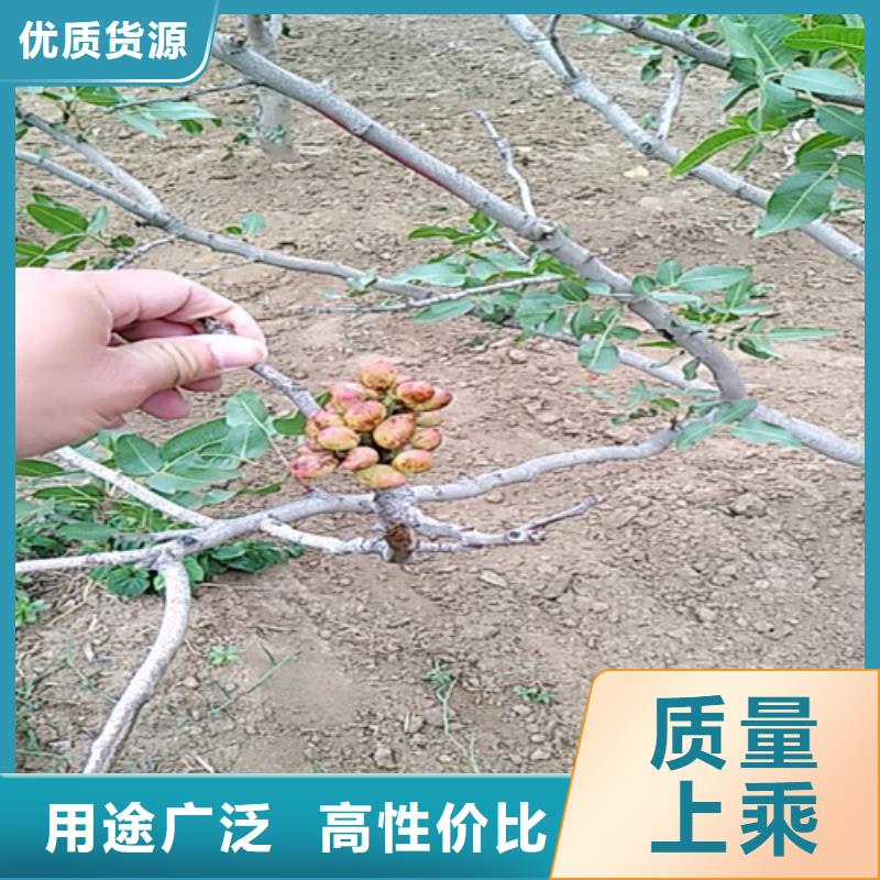 开心果猕猴桃苗价格有优势