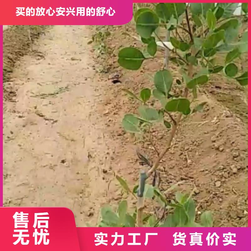 开心果3公分软籽石榴苗认准大品牌厂家