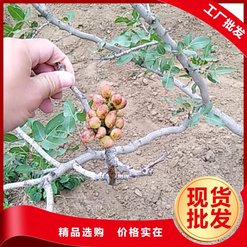 开心果3公分软籽石榴苗认准大品牌厂家